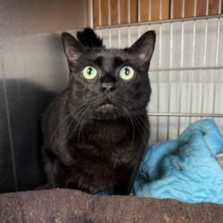 Salem, a Adoptable Domestic Short Hair in The Dalles, OR image 6/6