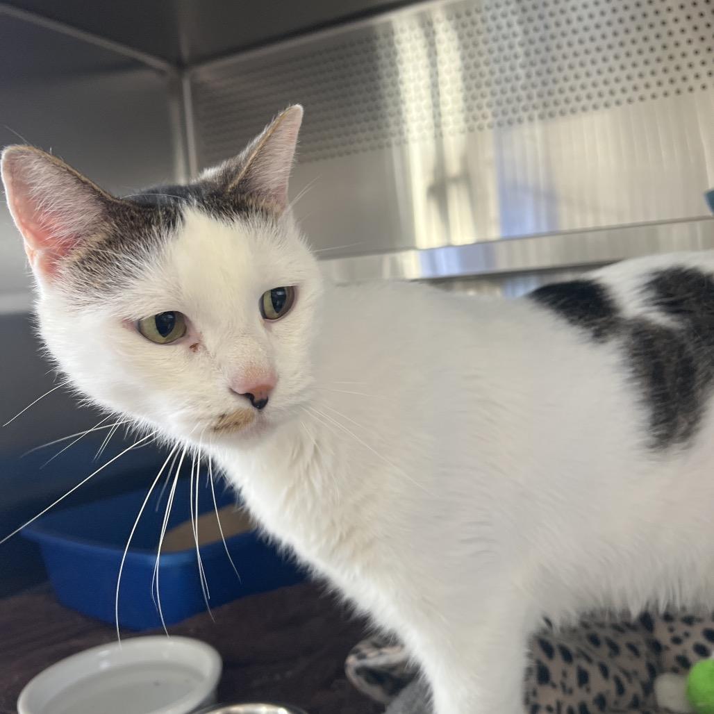 Enlarge Toddy, a Adoptable Domestic Short Hair in Sarasota, FL image 1/2