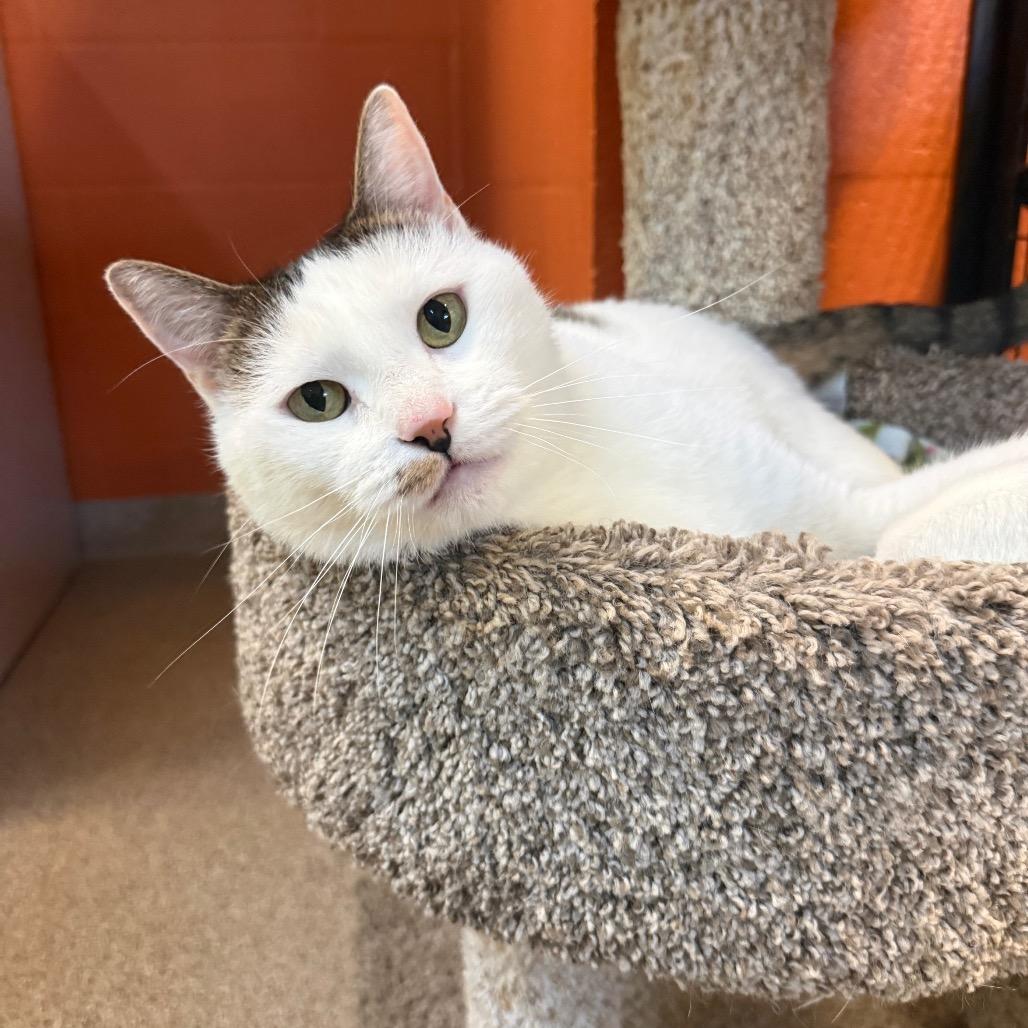 Enlarge Toddy, a Adoptable Domestic Short Hair in Sarasota, FL image 2/2