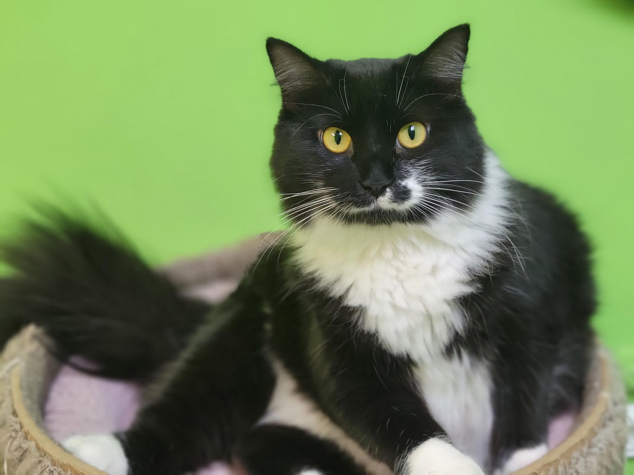 Hollywood, Adoptable, Adult Female Domestic Medium Hair.