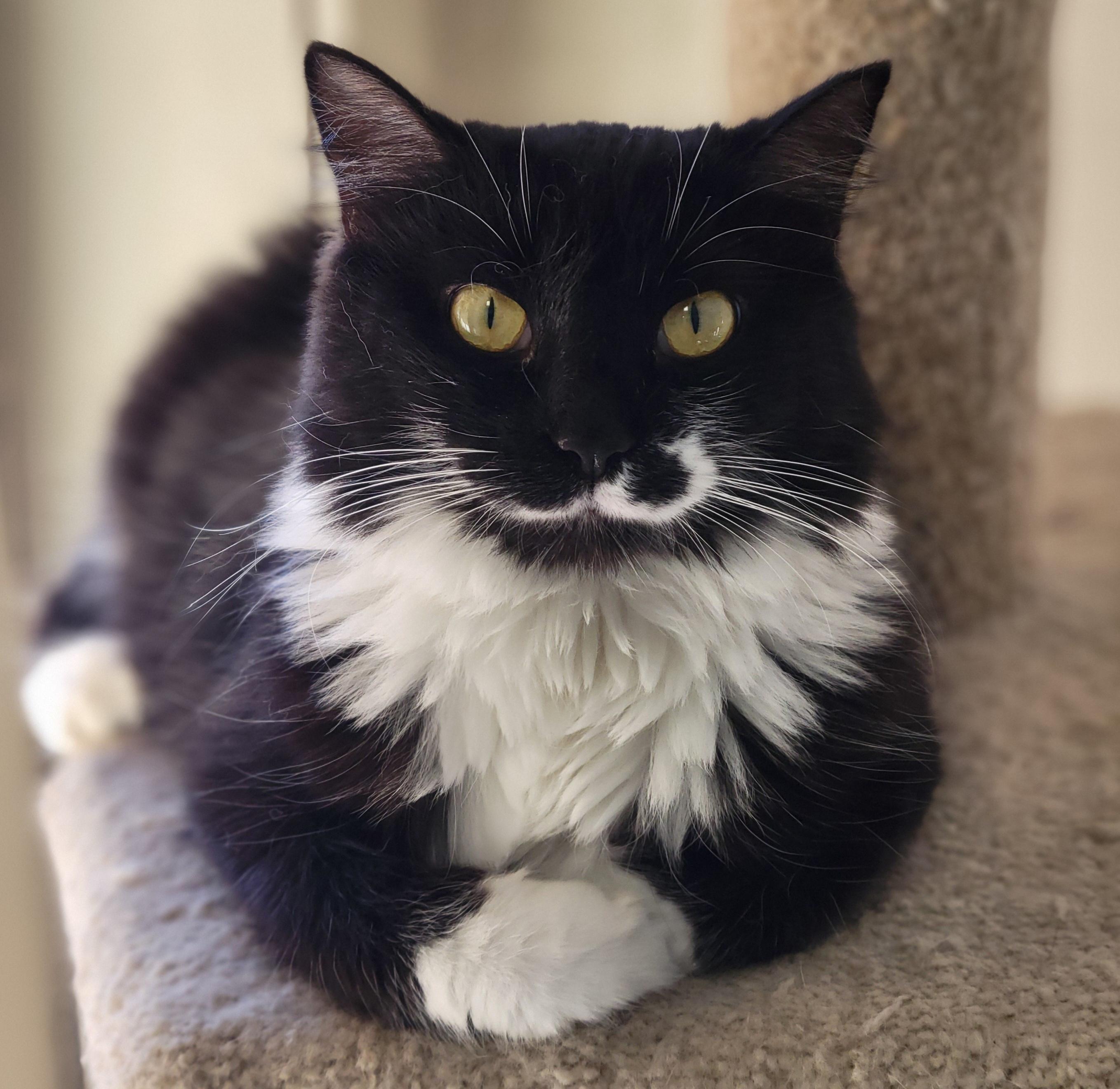 Hollywood, a Adoptable Domestic Medium Hair in Memphis, TN image 2/3