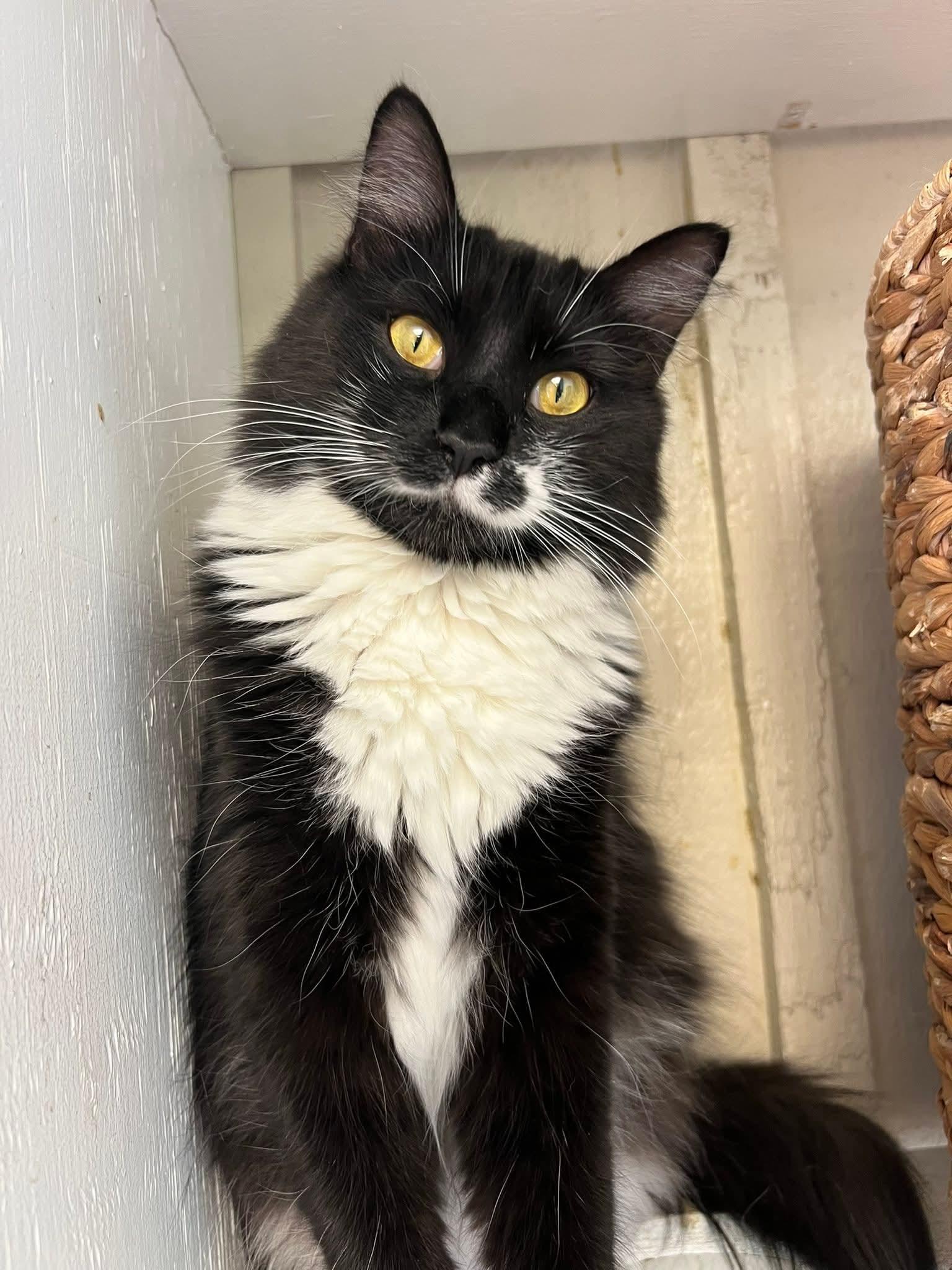 Hollywood, a Adoptable Domestic Medium Hair in Memphis, TN image 3/3