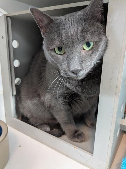 Enlarge Mica, a Adoptable mixed breed in Divide, CO image 1/1