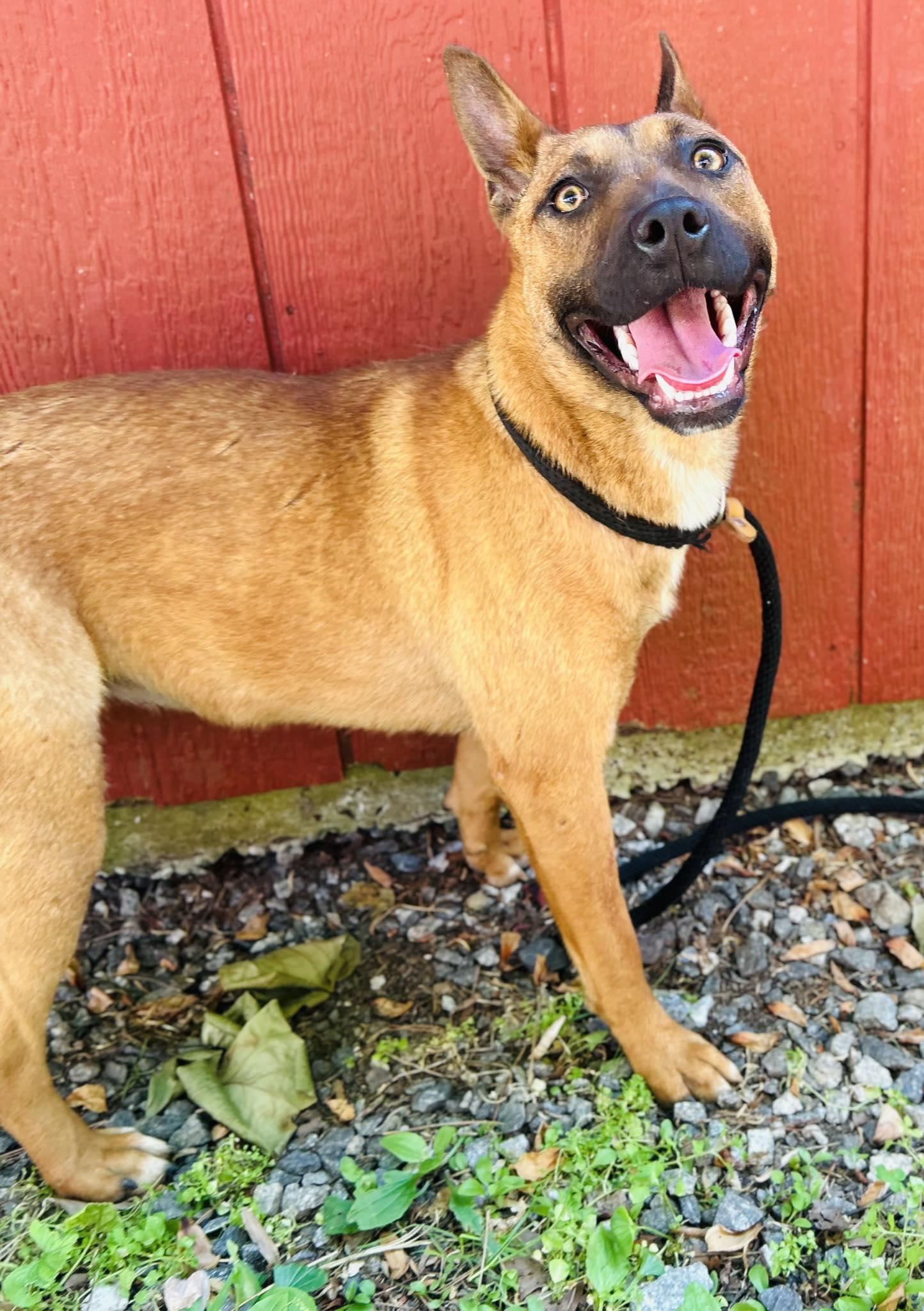 Lala (Pre-Adoption), Adoptable, Young Female Terrier.