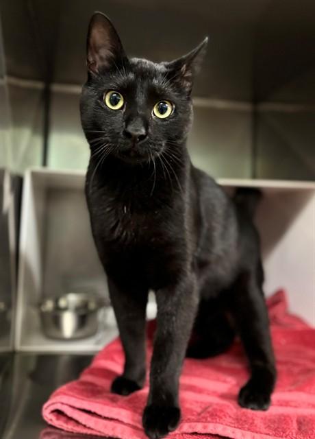 HUFFMAN, Adoptable, Young Male Domestic Short Hair.