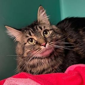 Birch, Adoptable, Adult Female Domestic Short Hair & Mixed Breed.