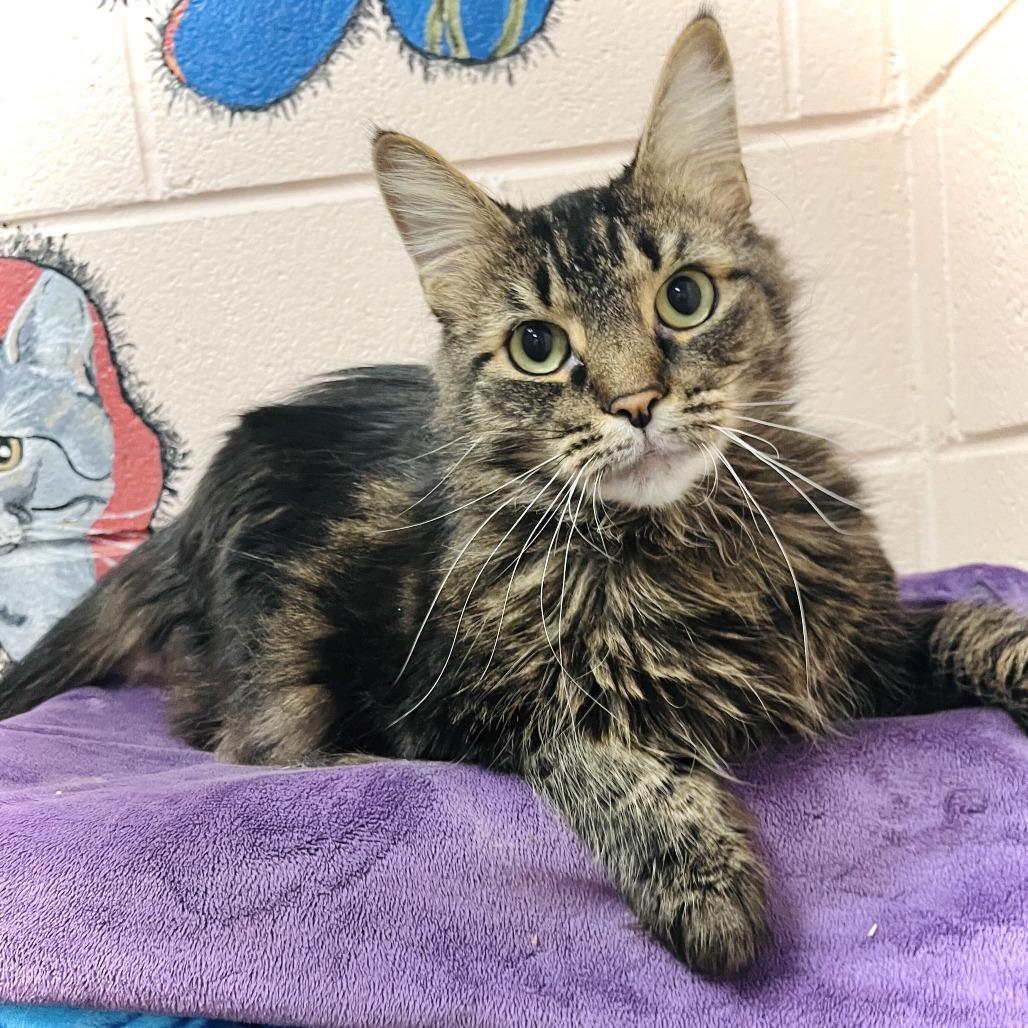 Enlarge Birch, a Adoptable mixed breed in Owosso, MI image 2/4