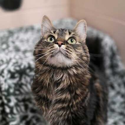 Enlarge Birch, a Adoptable mixed breed in Owosso, MI image 3/4