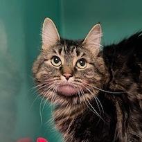 Enlarge Birch, a Adoptable mixed breed in Owosso, MI image 4/4