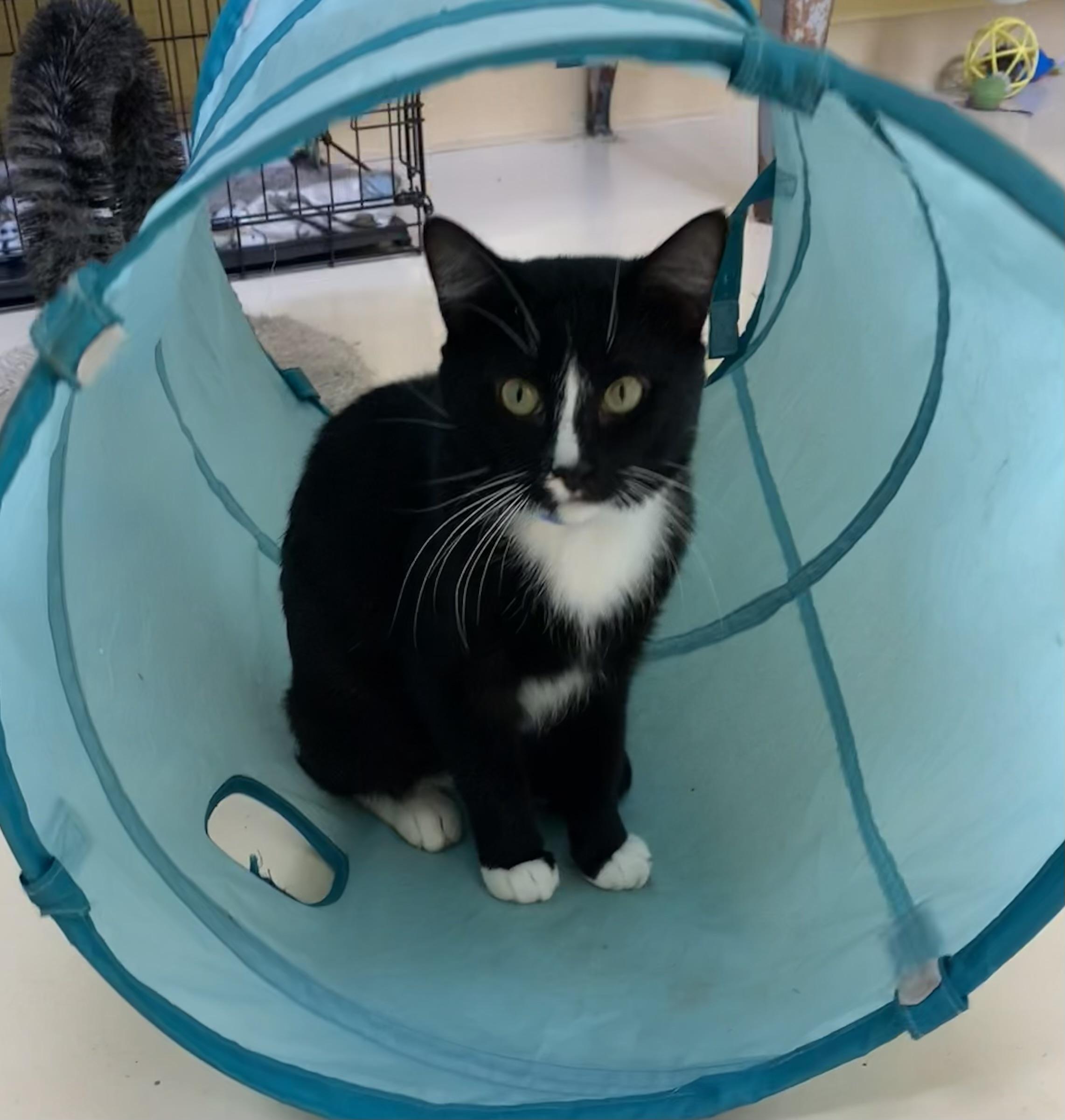 Sylvester, Adoptable, Young Male Domestic Short Hair.