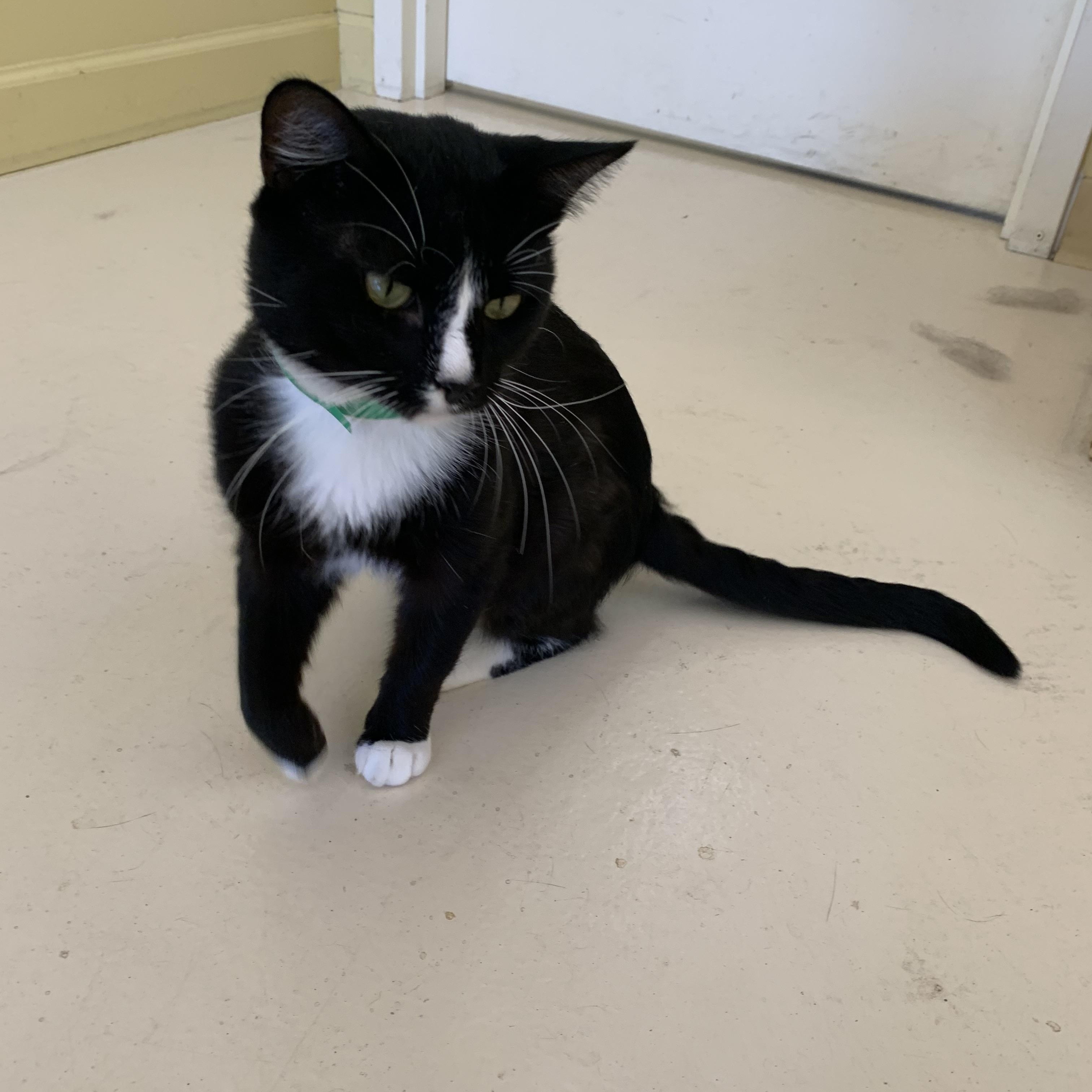 Sylvester — thumbnail 2