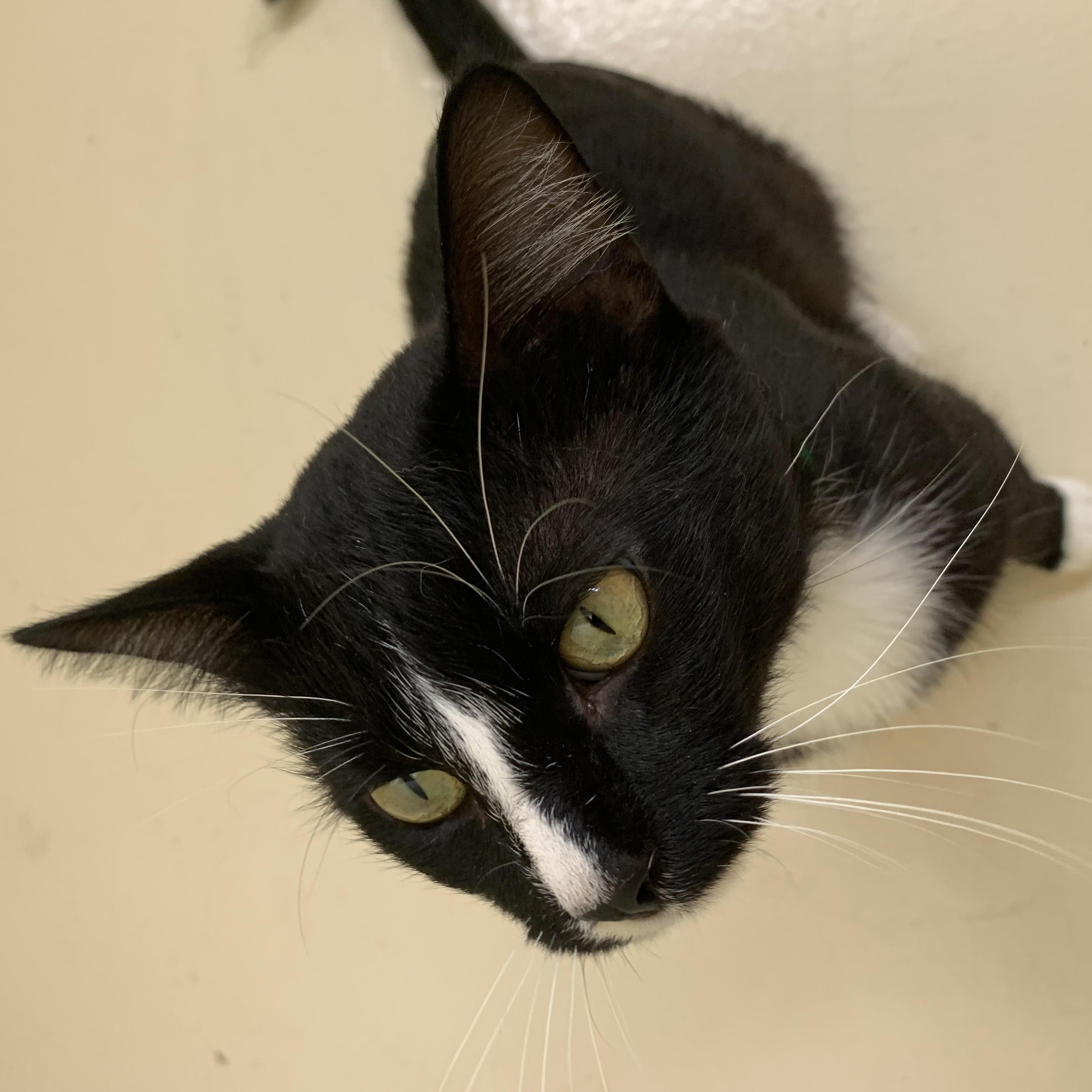 Sylvester, a Adoptable Domestic Short Hair in Keokuk, IA image 3/3