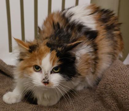 Melanie, Adoptable, Kitten Female Domestic Medium Hair & Domestic Short Hair.