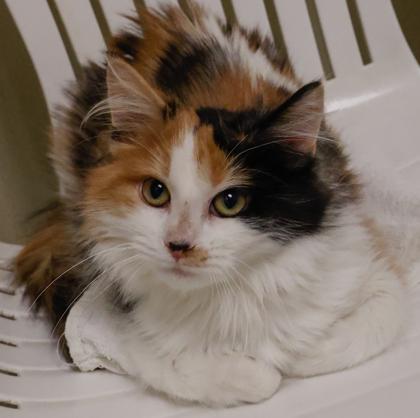 Enlarge Melanie, a Adoptable mixed breed in Baraboo, WI image 2/3