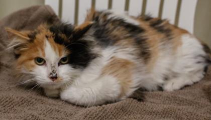 Enlarge Melanie, a Adoptable mixed breed in Baraboo, WI image 3/3