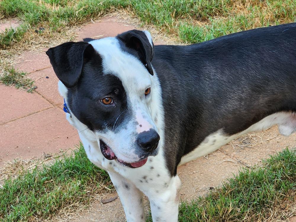 Enlarge Hector, a Adoptable mixed breed in Douglasville, GA image 1/4