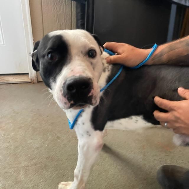 Enlarge Hector, a Adoptable mixed breed in Douglasville, GA image 2/4