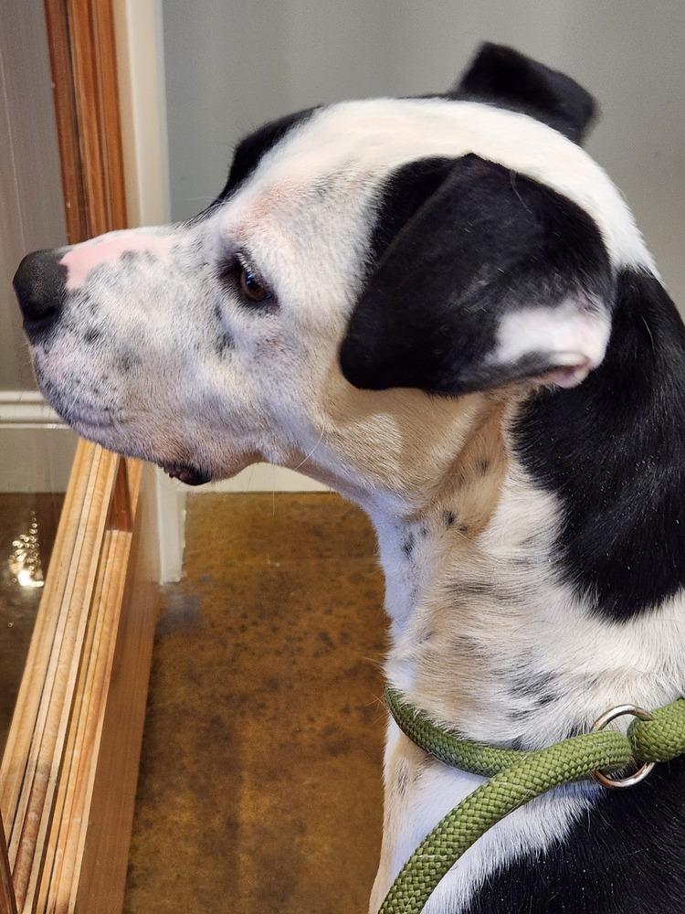 Enlarge Hector, a Adoptable mixed breed in Douglasville, GA image 3/4