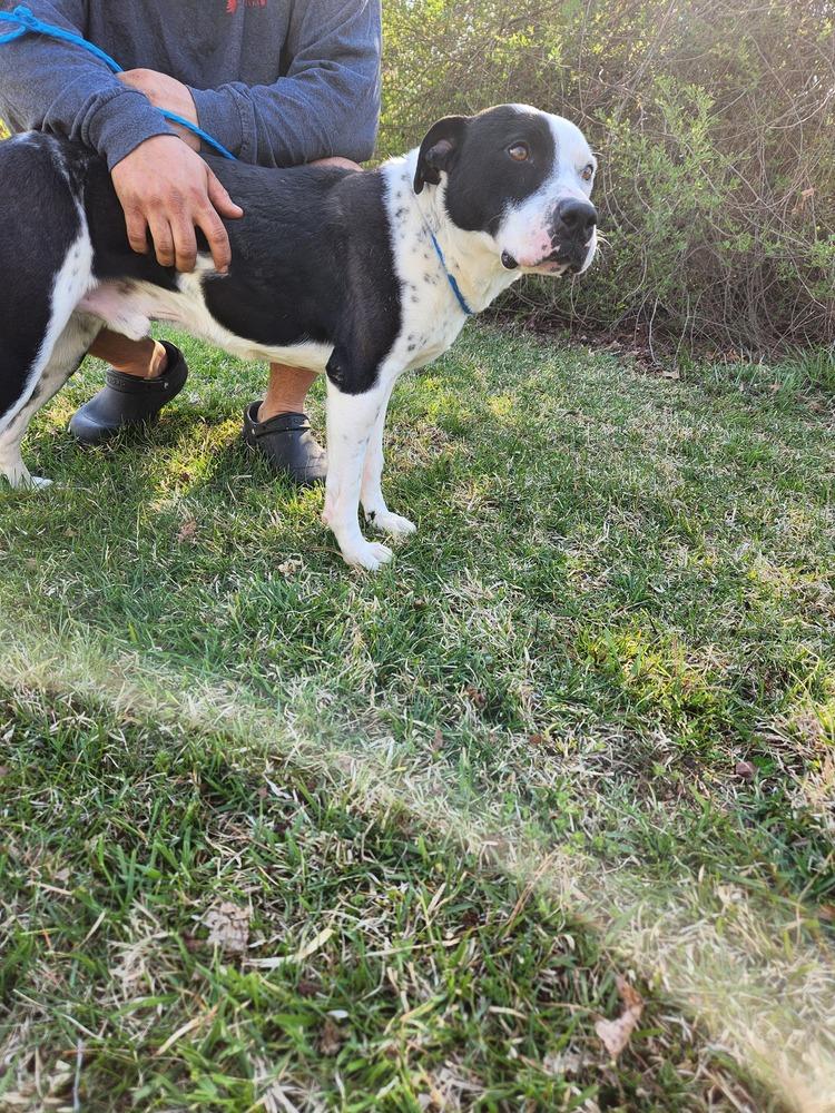 Enlarge Hector, a Adoptable mixed breed in Douglasville, GA image 4/4