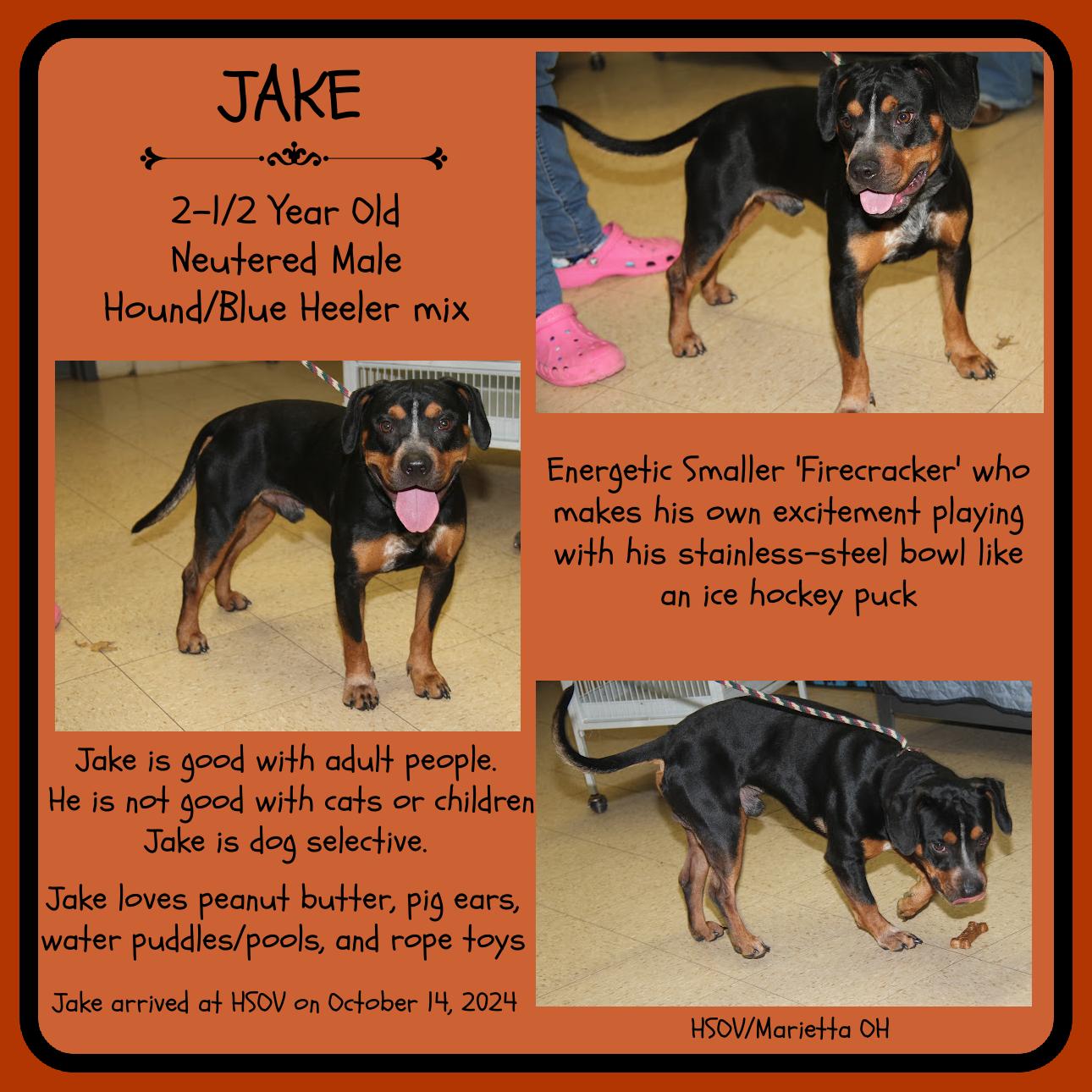 Jake (Neutered) (Updated Description June 3 2026) photo
