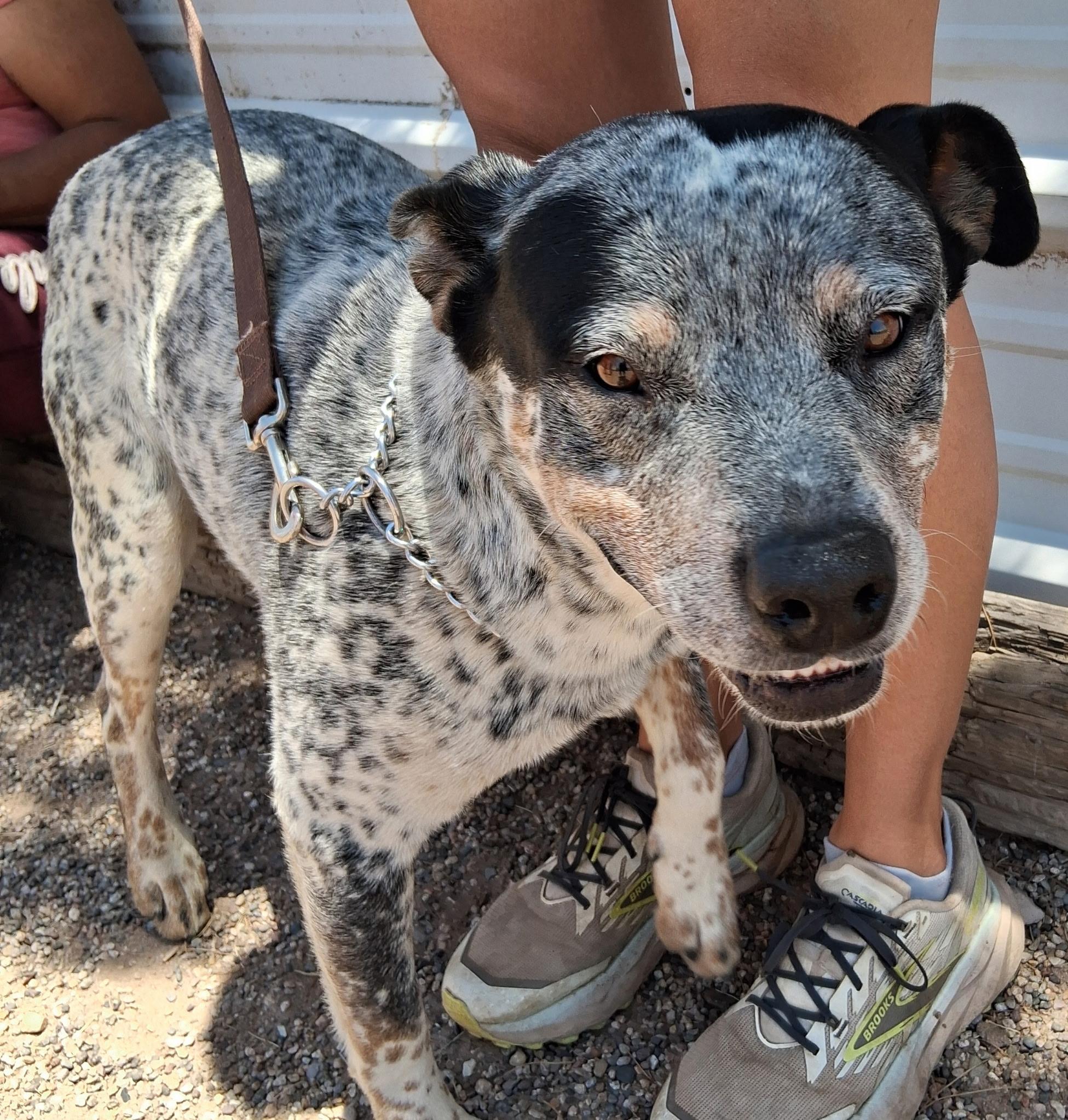 Arti, an adoptable Australian Cattle Dog / Blue Heeler in Deming, NM image 2/2