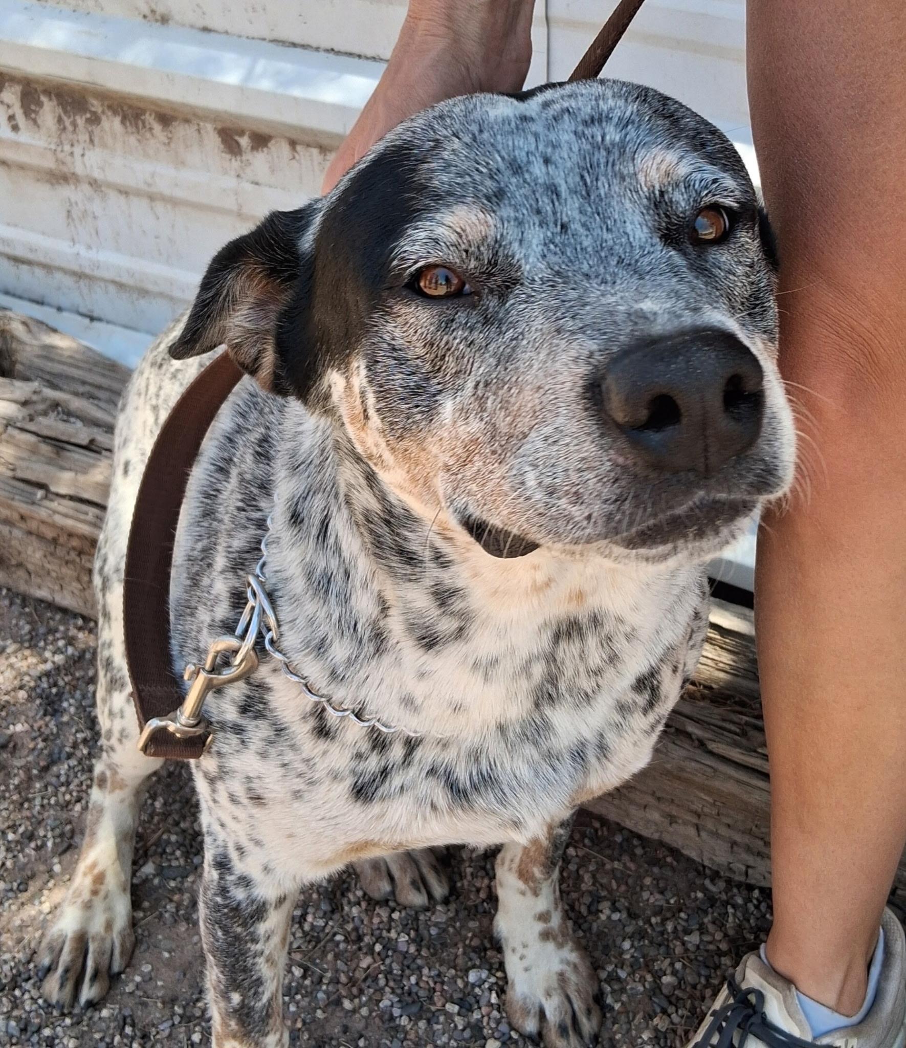 Arti, adoptable, Adult Male Australian Cattle Dog / Blue Heeler.