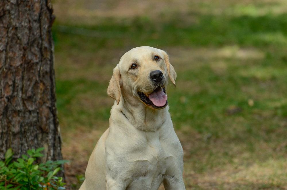 Enlarge Brody, a Adopted Labrador Retriever in Brick, NJ image 1/1