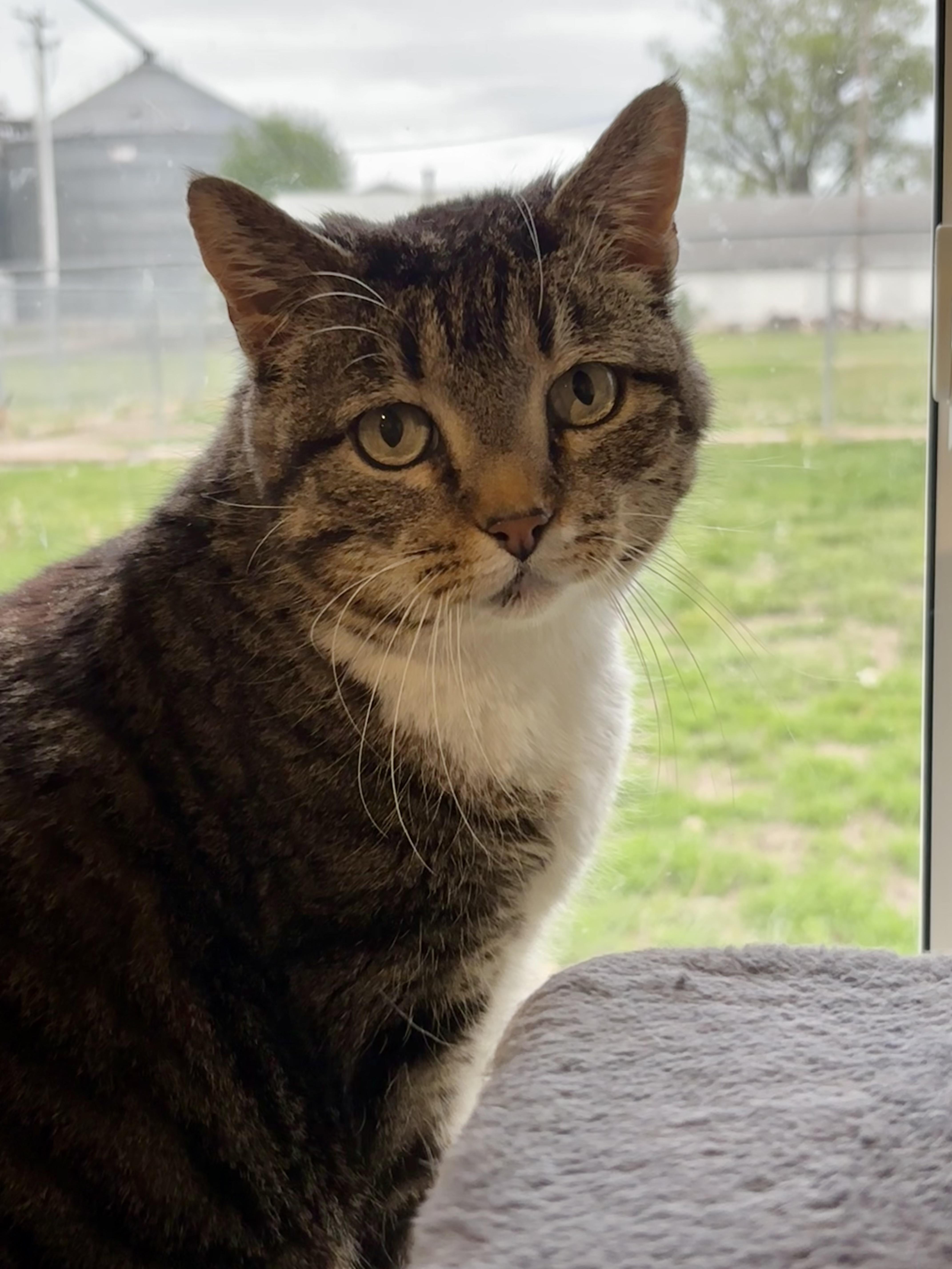 Enlarge Molly, a ADOPTABLE Domestic Short Hair in Shenandoah, IA image 1/1