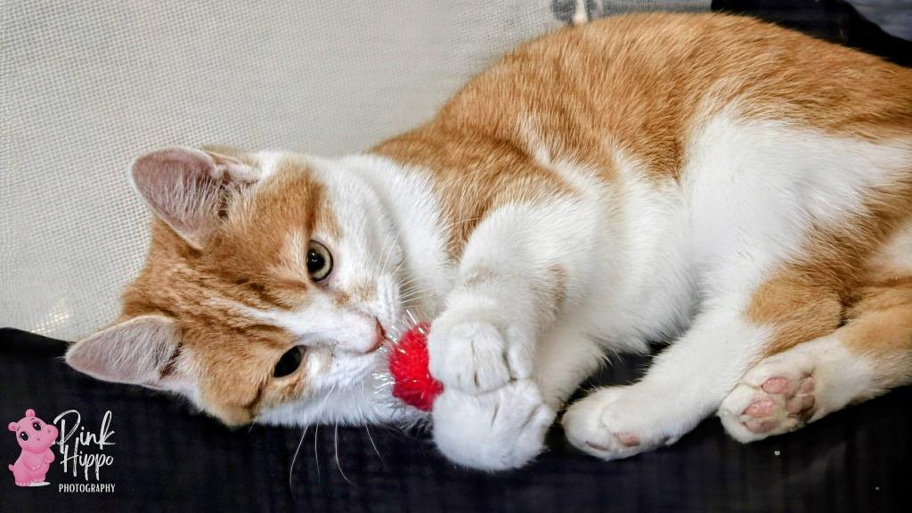 Dipper Pines, Adoptable, Kitten Male Domestic Medium Hair.