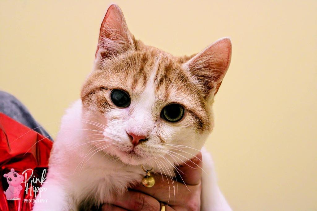 Enlarge Dipper Pines, a Adoptable mixed breed in Kettering, OH image 1/3