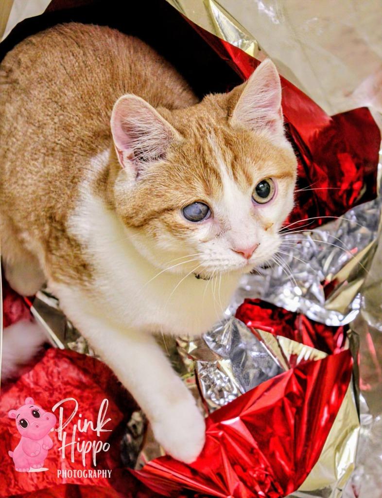 Enlarge Dipper Pines, a Adoptable mixed breed in Kettering, OH image 2/3