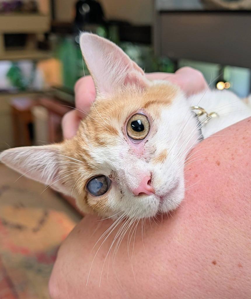 Dipper Pines, a Adoptable mixed breed in Kettering, OH image 3/4