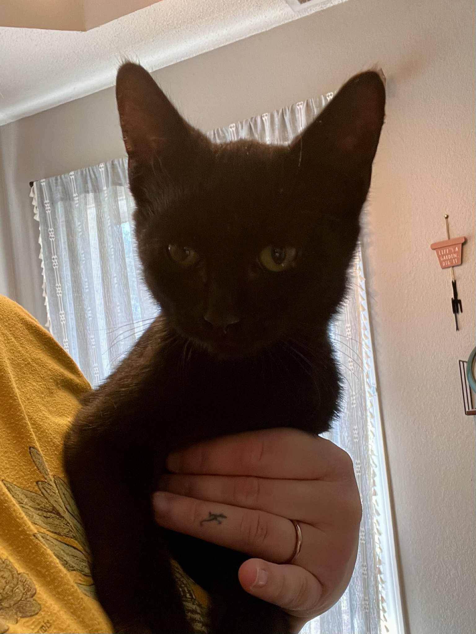 Enlarge Edward Cullen, a Adoptable mixed breed in Randolph, AL image 2/3