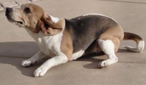 Oreo, ADOPTABLE, Young Female Beagle.