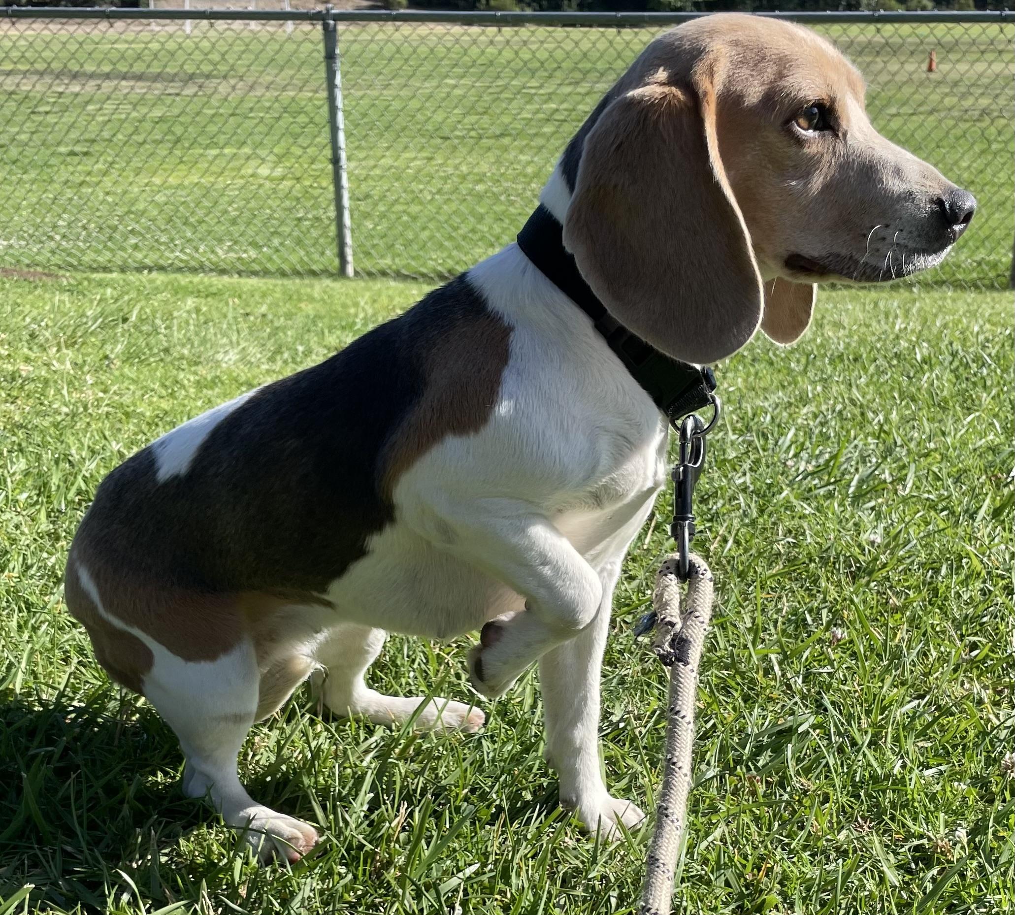 Oreo, a ADOPTABLE Beagle in San Ysidro, CA image 2/6