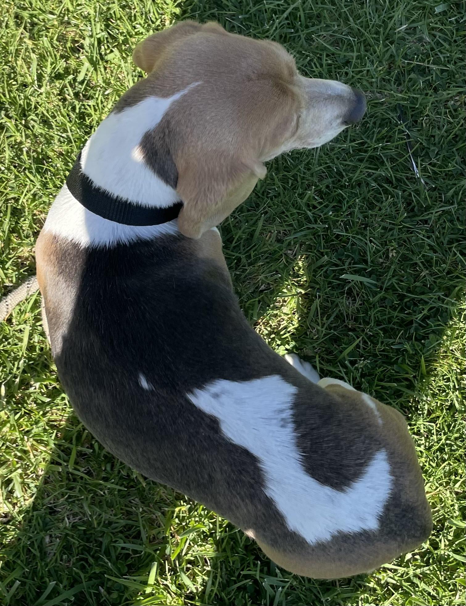 Oreo, a ADOPTABLE Beagle in San Ysidro, CA image 6/6