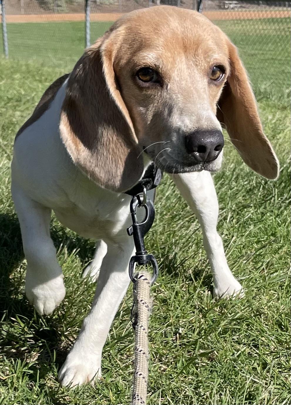 Oreo, a ADOPTABLE Beagle in San Ysidro, CA image 1/6