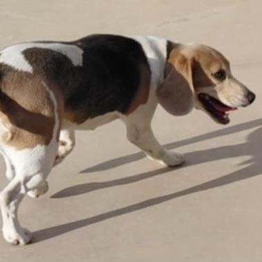 Oreo, a ADOPTABLE Beagle in San Ysidro, CA image 2/2