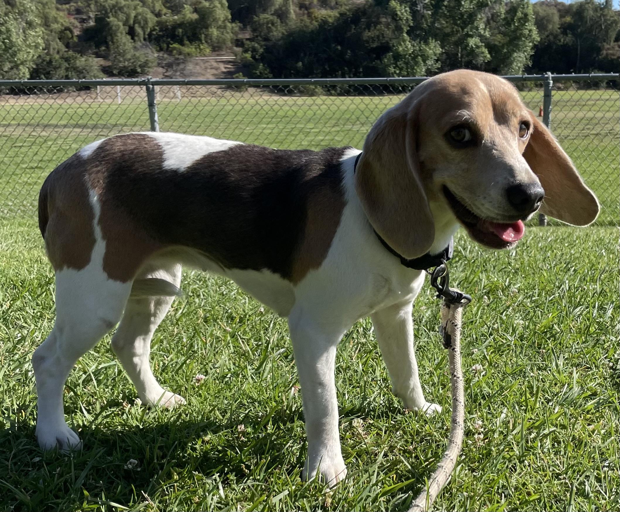 Oreo, a ADOPTABLE Beagle in San Ysidro, CA image 4/6