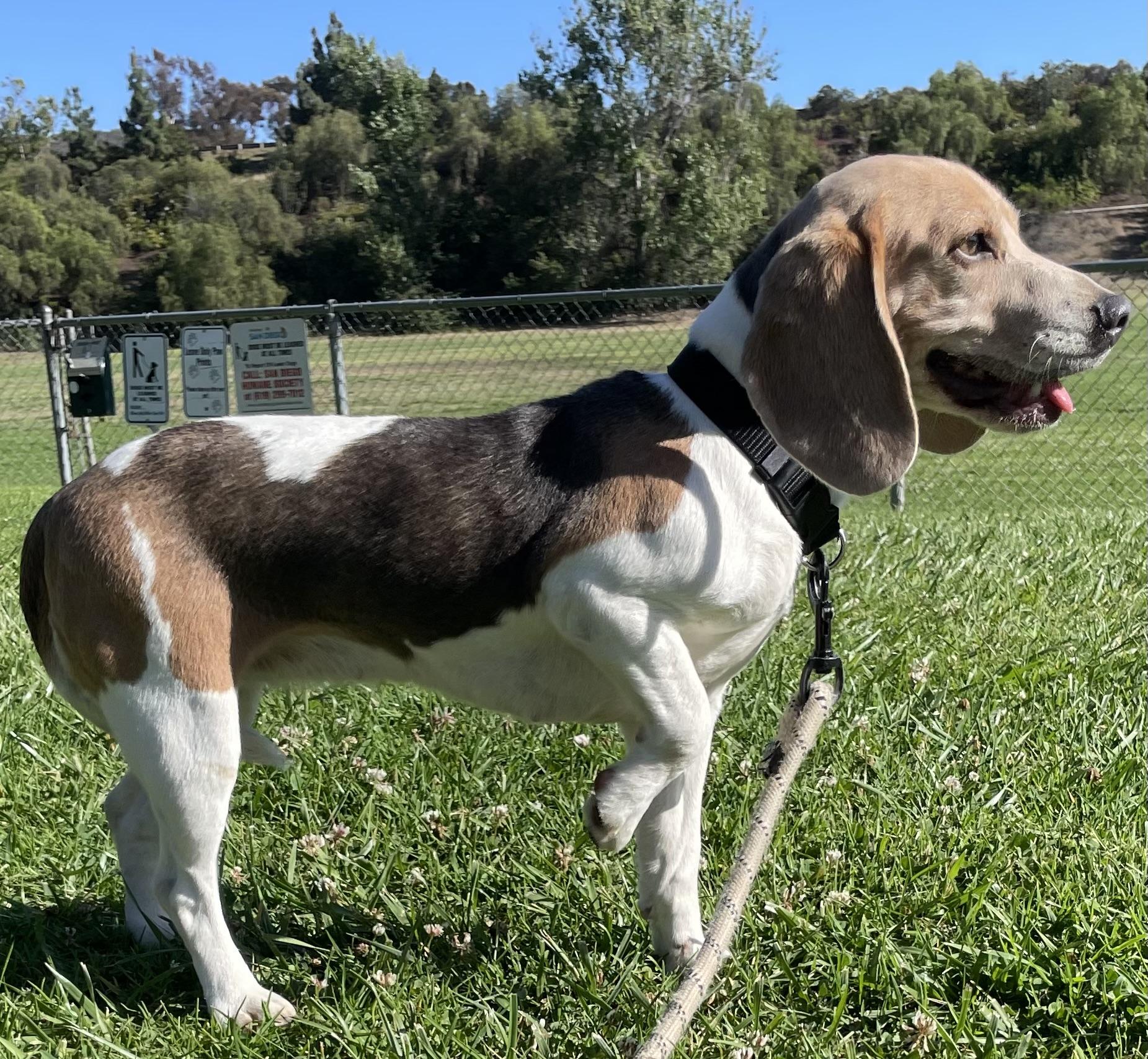 Oreo, a ADOPTABLE Beagle in San Ysidro, CA image 3/6