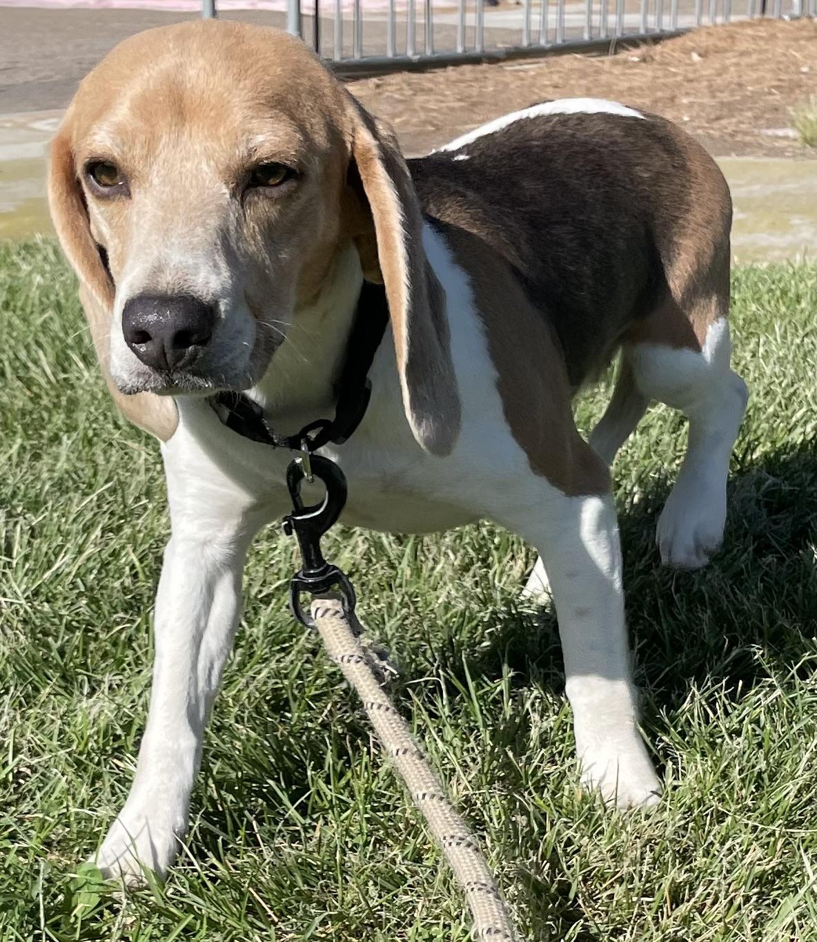 Oreo, a ADOPTABLE Beagle in San Ysidro, CA image 5/6