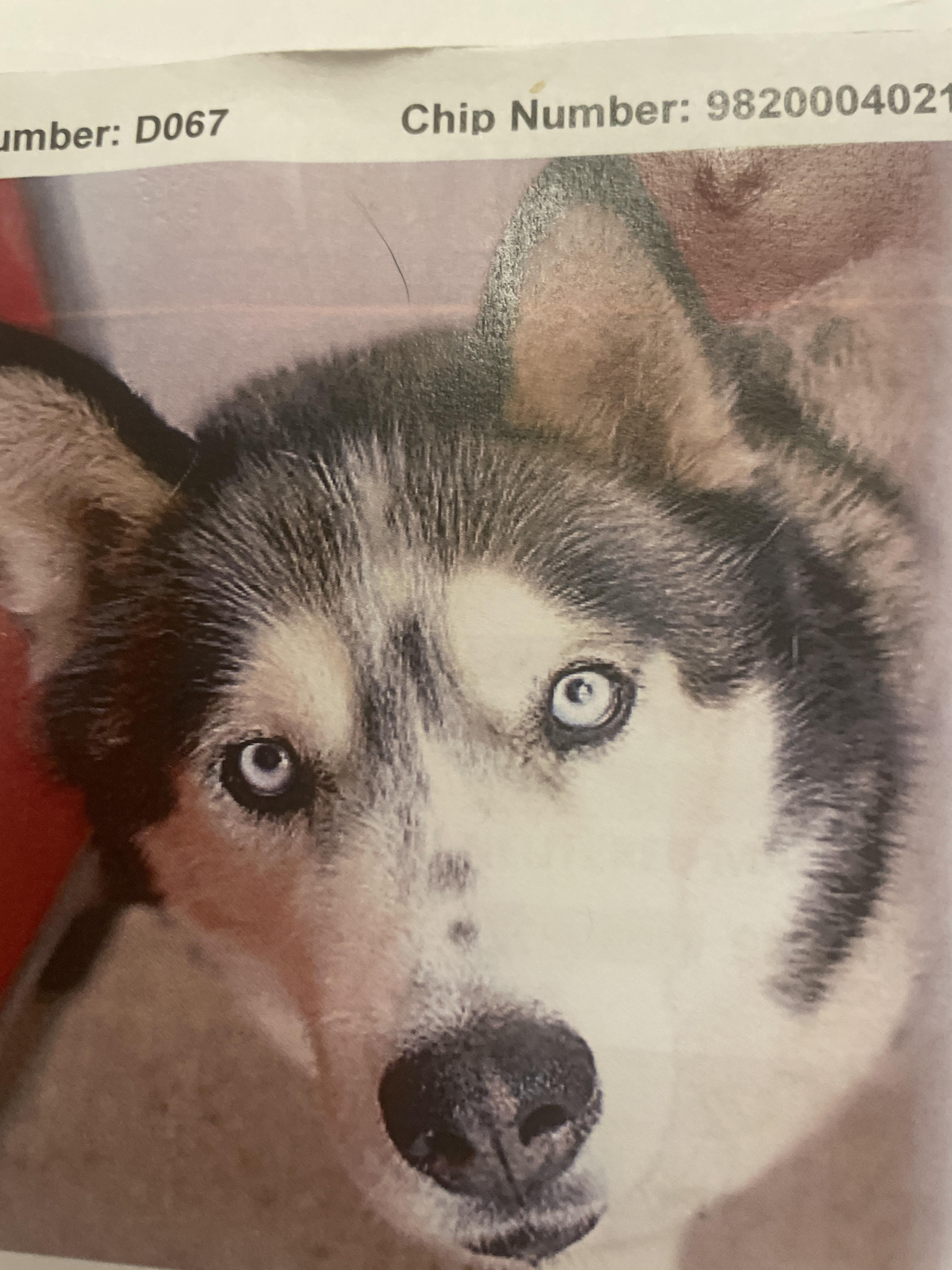 Enlarge Kenai, a Adopted Siberian Husky in Tucson, AZ image 1/1