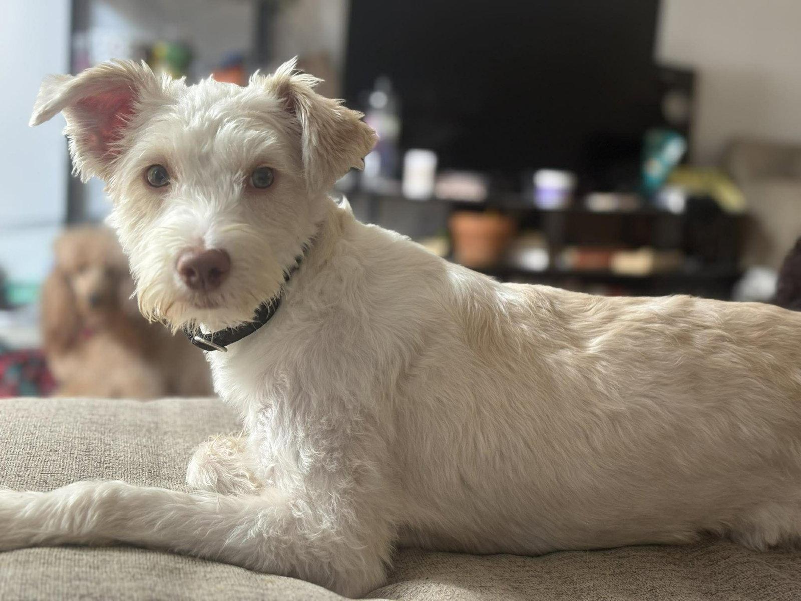 Lovey, Adopted, Young Female Schnauzer & Poodle.
