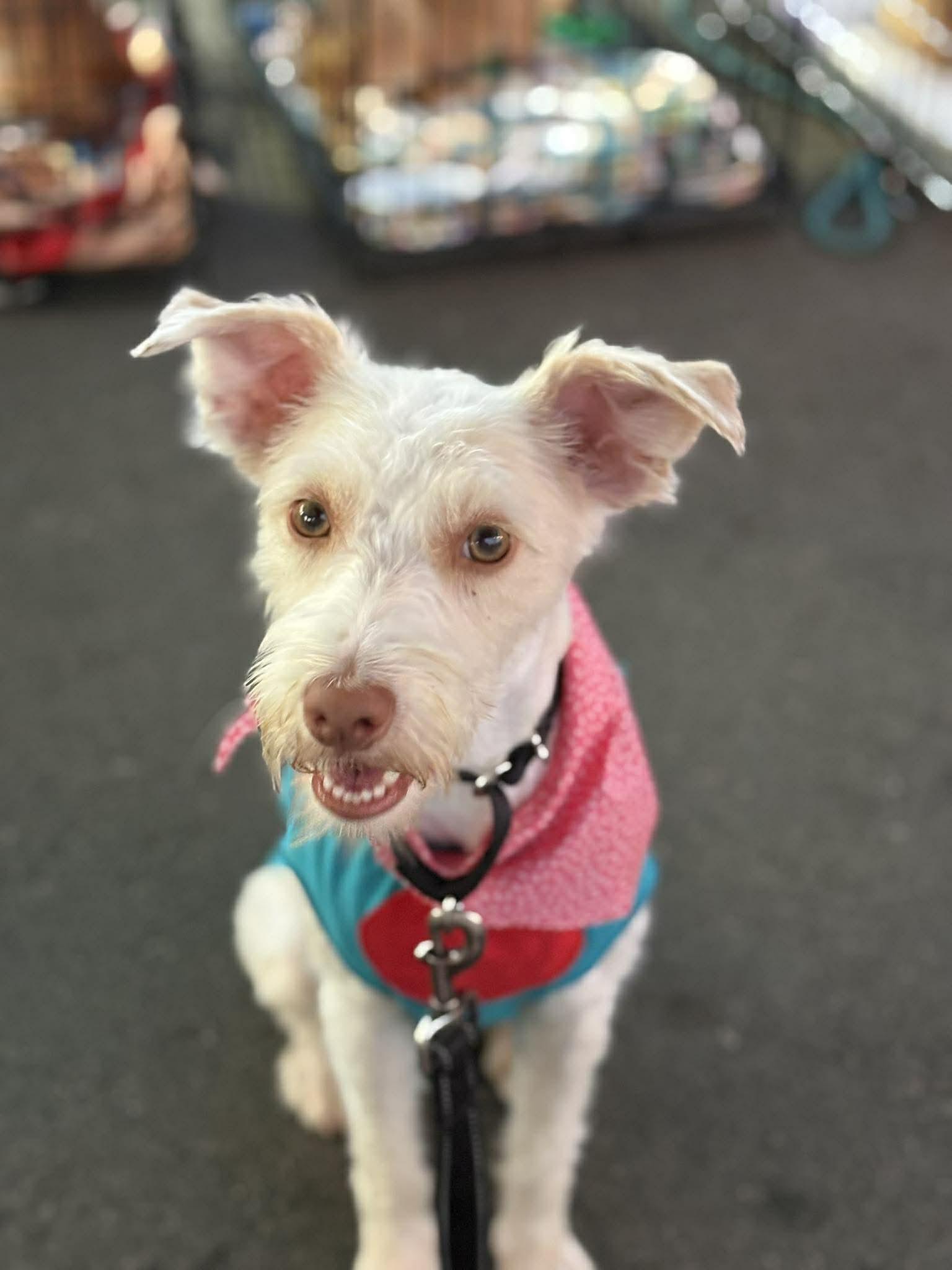 Lovey, a Adopted mixed breed in Visalia, CA image 2/3