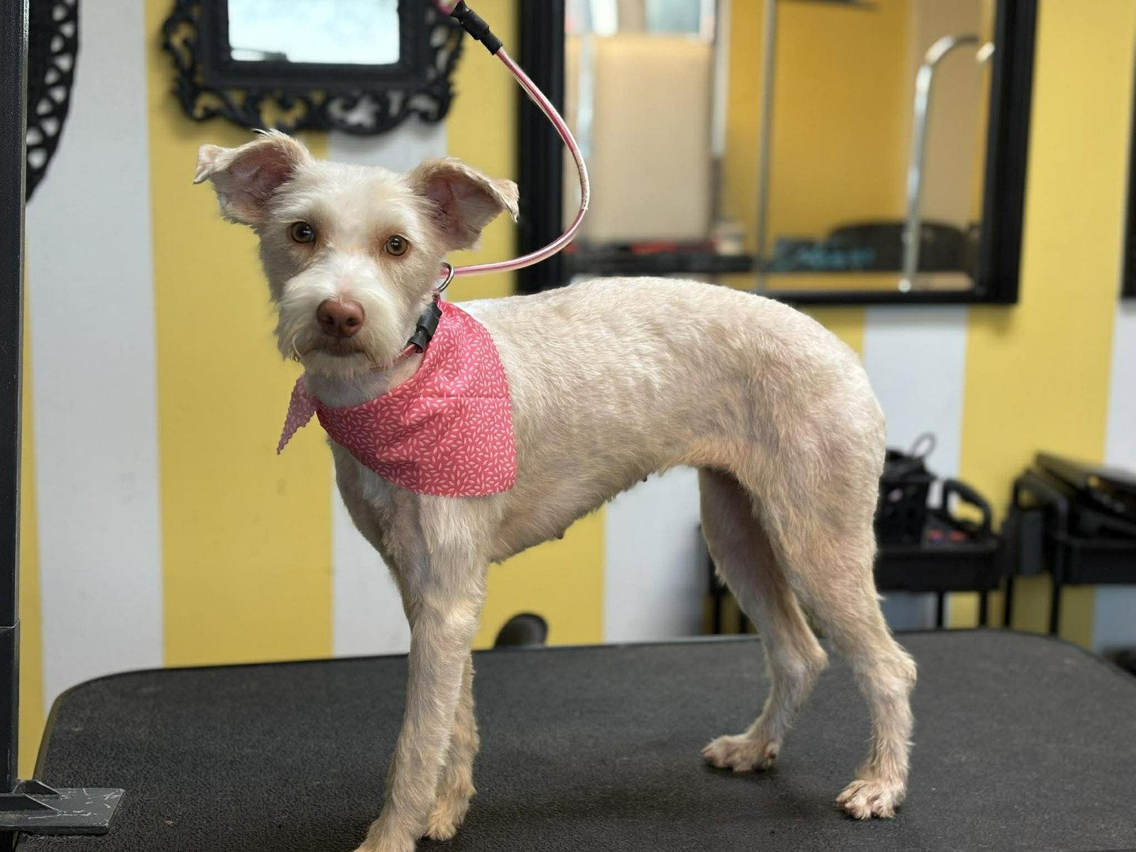 Lovey, a Adopted mixed breed in Visalia, CA image 3/3
