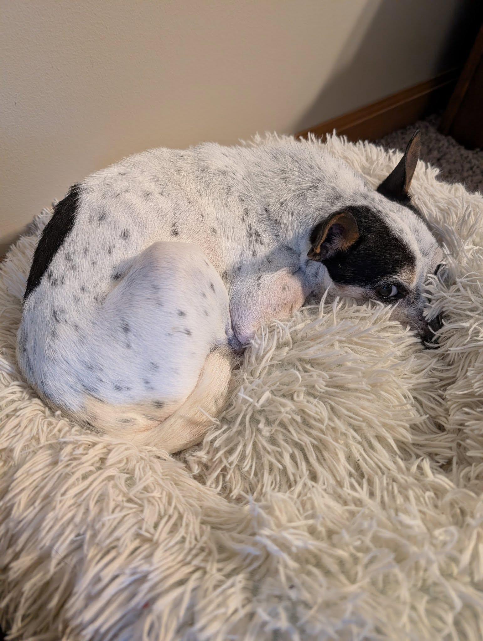 Benny, Adopted, Young Male Rat Terrier.