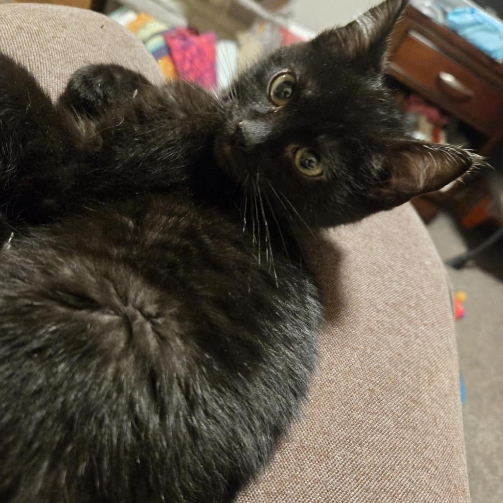 Enlarge Jaroslav, a Adoptable Domestic Medium Hair in Chaska, MN image 1/5