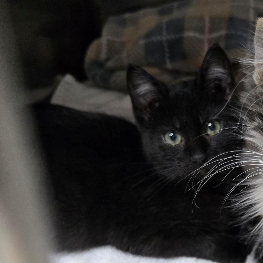 Enlarge Jaroslav, a Adoptable Domestic Medium Hair in Chaska, MN image 2/5