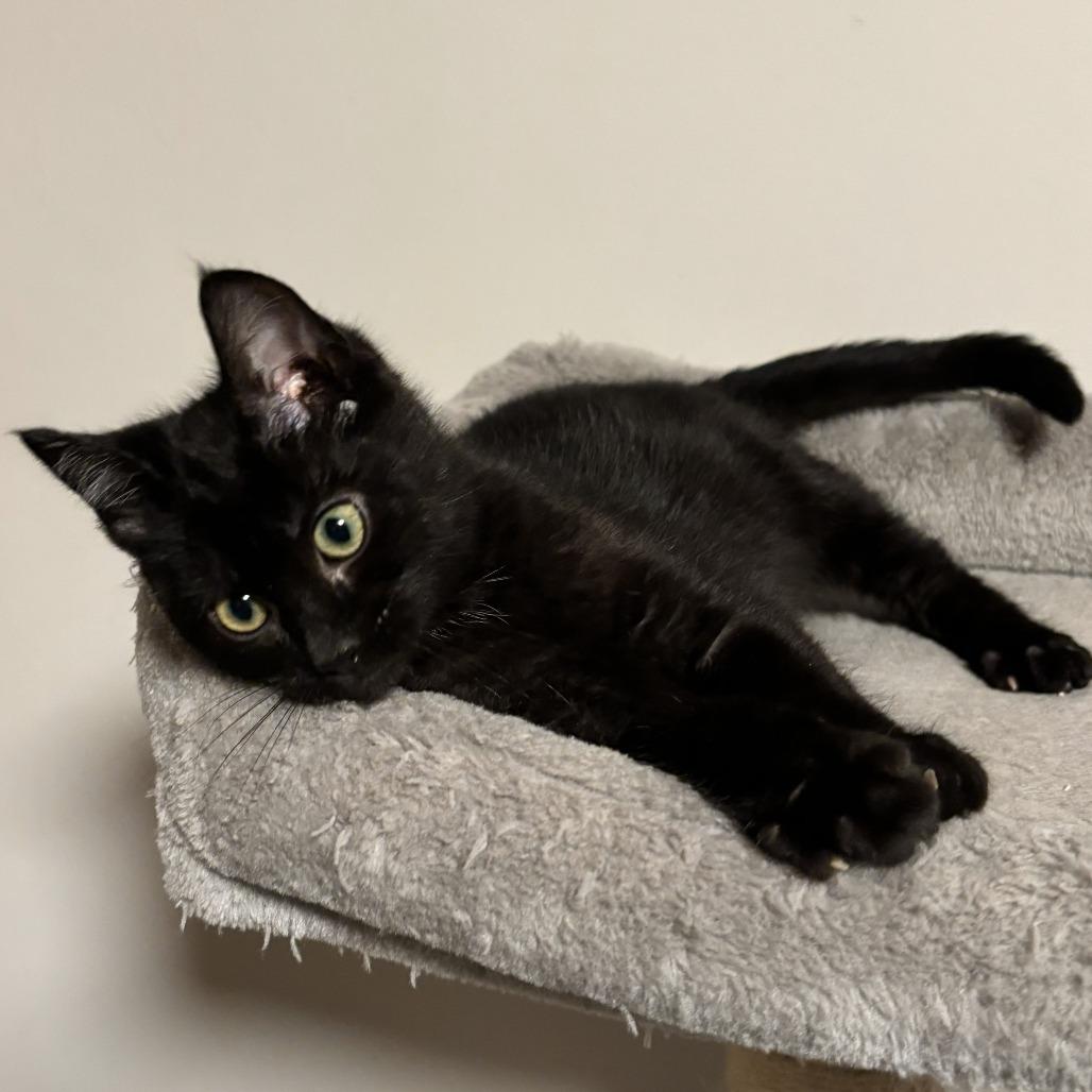 Enlarge Jaroslav, a Adoptable Domestic Medium Hair in Chaska, MN image 3/5