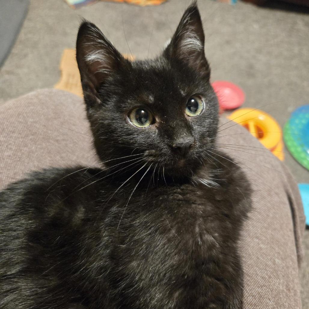 Enlarge Jaroslav, a Adoptable Domestic Medium Hair in Chaska, MN image 4/5